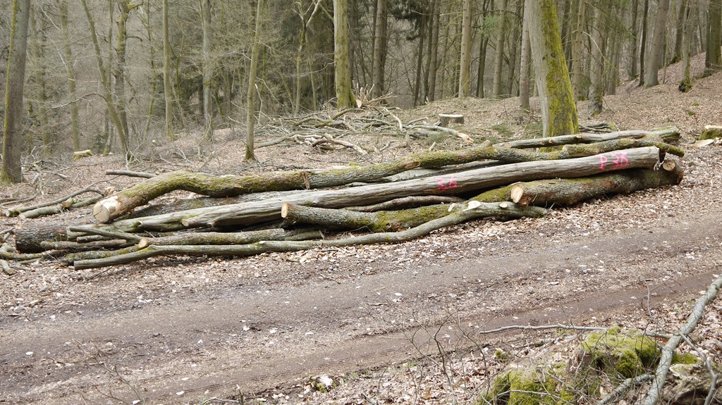 Brennholz